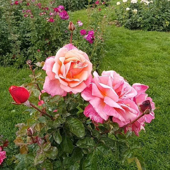 nadia_0126